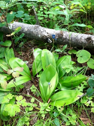 This is Clintonia or Blue-Bead lily. Pretty...but don't eat it.