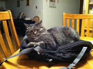 backpack_cat