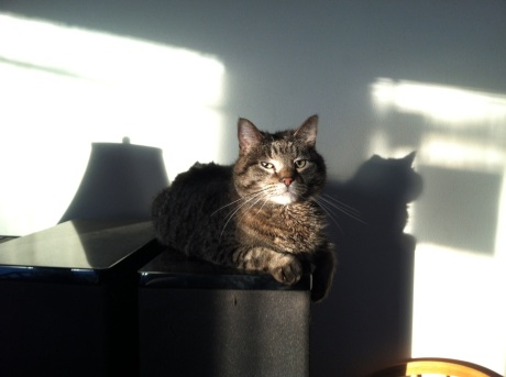 Cat on a stereo speaker